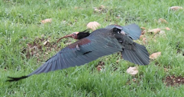 U Hrvatsku doletjela ptica koja je izumrla u Europi