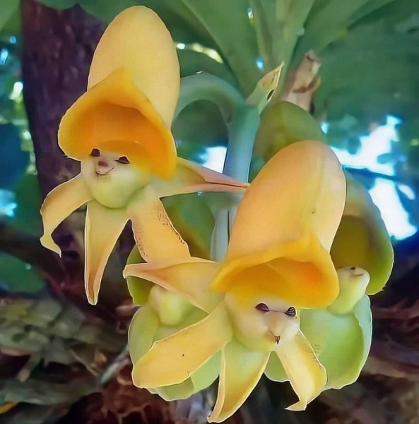 Odlučili smo dan započeti osmijehom i to osmijehom orhideje