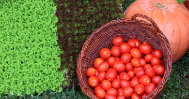 Prvi Festival rajčice u Prelogu