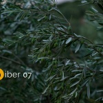 Sedmi natječaj Biber