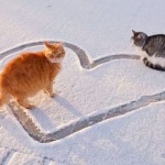 Februar – močki se tiraju Februar – močki se tiraju